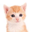 场地贡献人头像