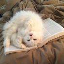 场地贡献人头像